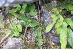 Polystichum lanceolatum