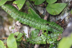 Polystichum lanceolatum