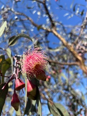 Eucalyptus caesia