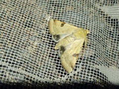 Heliothis peltigera