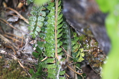 Polystichum lanceolatum