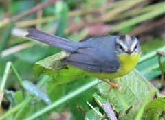 Basileuterus culicivorus