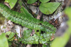 Polystichum lanceolatum