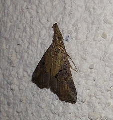 Hypena minualis