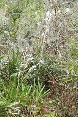 Andropogon floridanus
