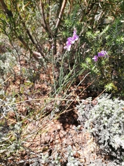 Heliophila juncea