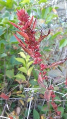 Acalypha