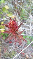 Acalypha