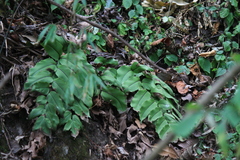 Cyrtomium caryotideum