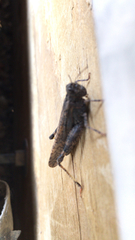 Trimerotropis verruculata