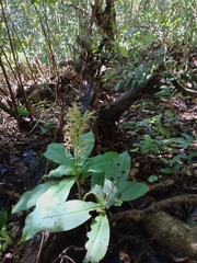 Habenaria pantlingiana