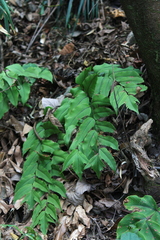 Cyrtomium caryotideum