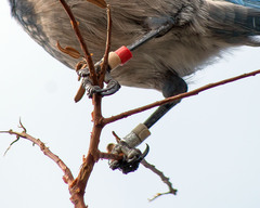 Aphelocoma coerulescens