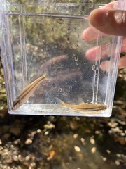 Chrosomus erythrogaster