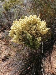 Erica leucanthera
