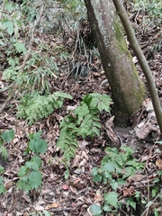 Cyrtomium caryotideum