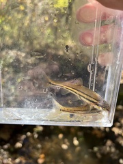 Chrosomus erythrogaster