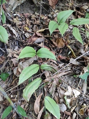 Cyrtomium caryotideum