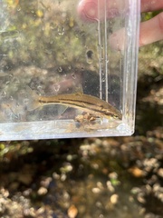 Chrosomus erythrogaster