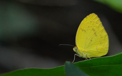 Pyrisitia dina westwoodi