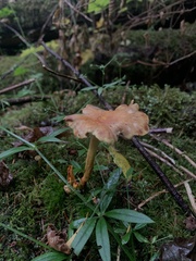 Pyrrhulomyces astragalinus