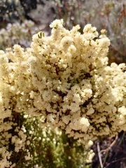 Erica leucanthera