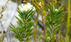 Melaleuca capitata