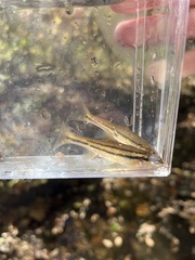 Chrosomus erythrogaster