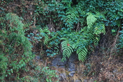 Woodwardia unigemmata