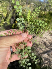 Diphysa occidentalis