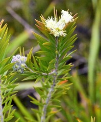 Melaleuca capitata