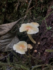 Pyrrhulomyces astragalinus