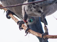 Aphelocoma coerulescens