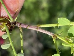 Diphysa occidentalis