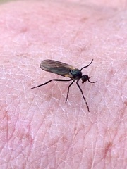 Rhamphomyia