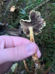 Pyrrhulomyces astragalinus