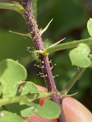 Diphysa occidentalis