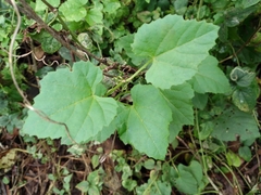 Cissus verticillata