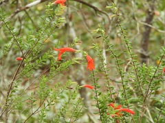 Clinopodium coccineum