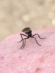Rhamphomyia