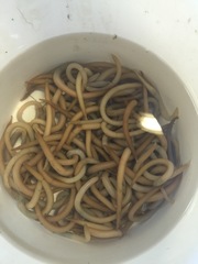 Phascolopsis gouldii