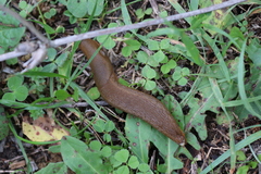 Arion