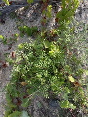 Diphysa occidentalis