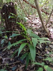 Calanthe speciosa