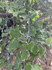 Malpighia diversifolia