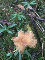 Pyrrhulomyces astragalinus