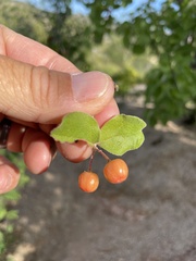 Malpighia diversifolia