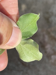 Malpighia diversifolia