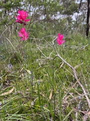 Ixia polystachya