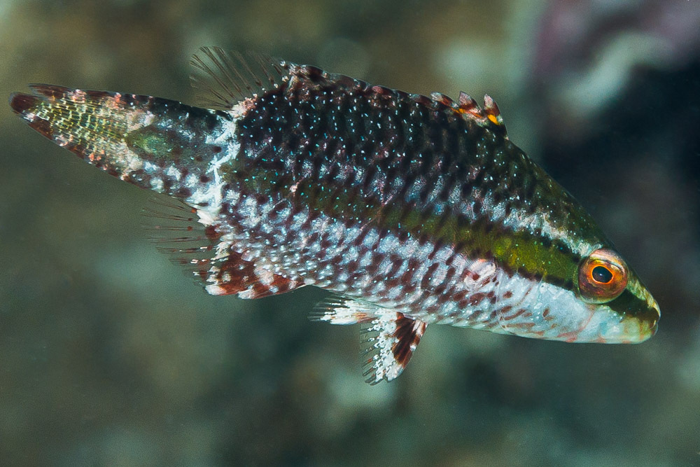 Ringtail maori wrasse (Oxycheilinus unifasciatus) — Labridae